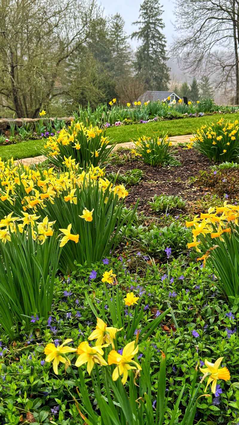 Crowded Clumps And The Slow Fade Of Blooms Crowded Clumps And The Slow Fade Of Blooms
