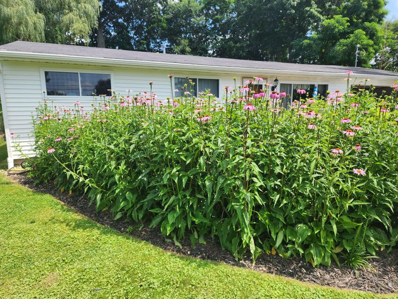 Crowded Clumps That Need Dividing
