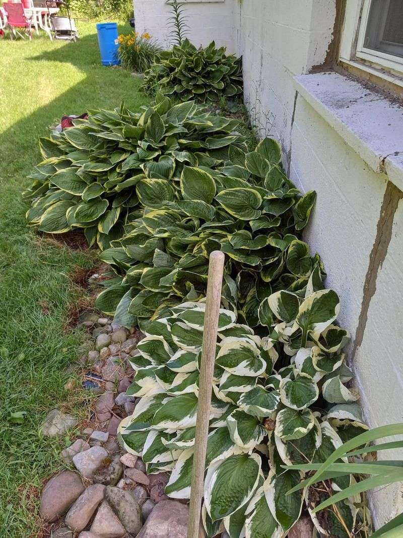 Crowded Hostas Can Get A Fresh Start Before Fall Ends