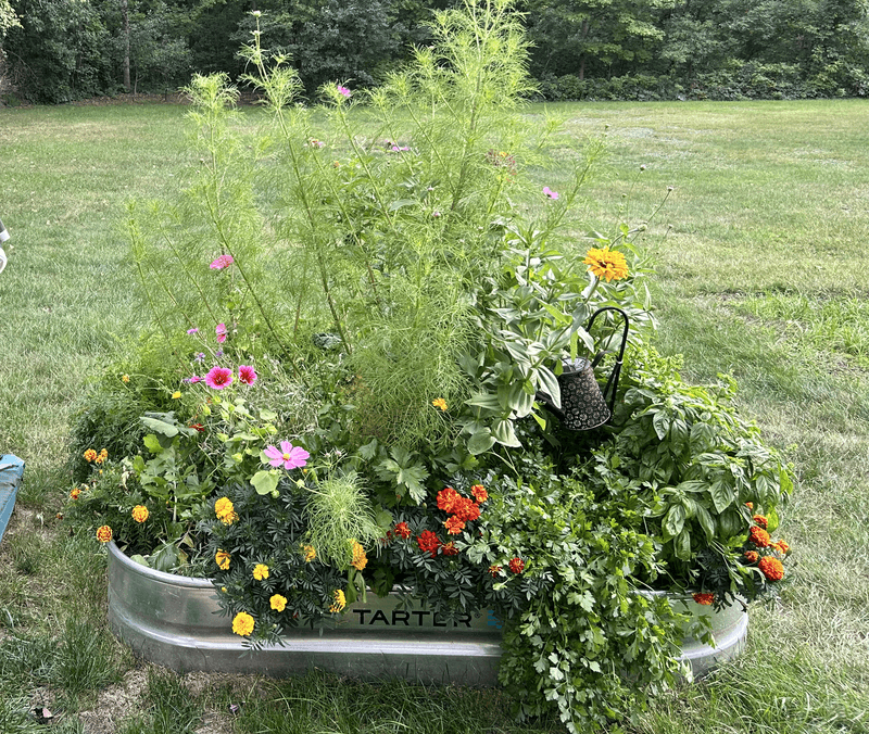 Crowded Plantings Make Infections Worse