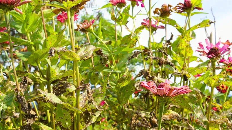 Crowded Plants Trap Damp Air
