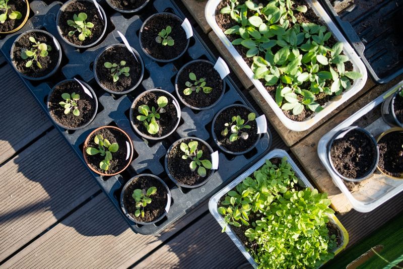 Crowded Seedlings Stay Wet Longer Crowded Seedlings Stay Wet Longer