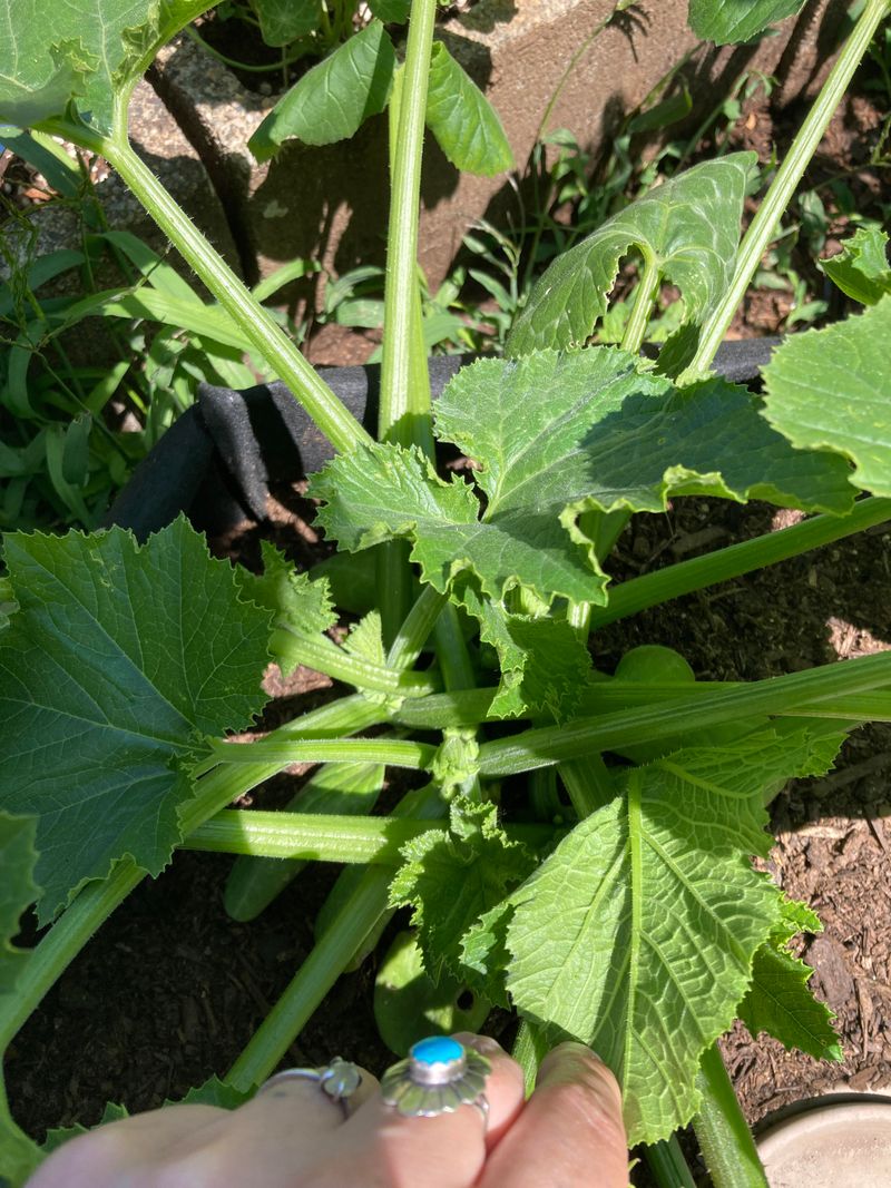 Crowded Vines Encourage Disease Problems Crowded Vines Encourage Disease Problems