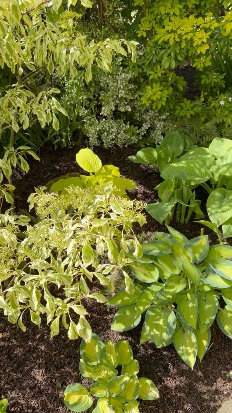 Crowding Plants And Never Dividing