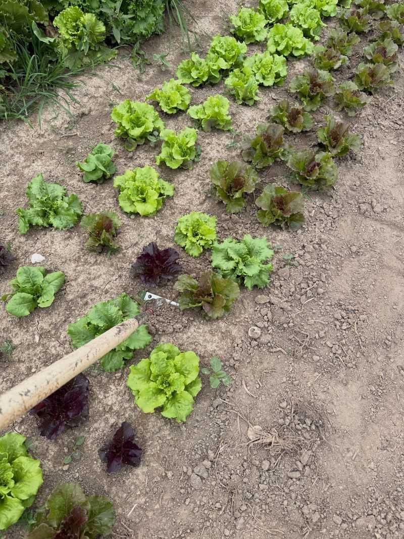 Crowding Young Lettuce Plants Crowding Young Lettuce Plants