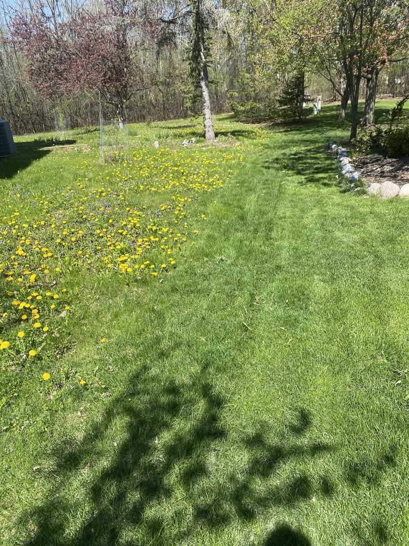 Crowds Out Weeds Before They Take Hold
