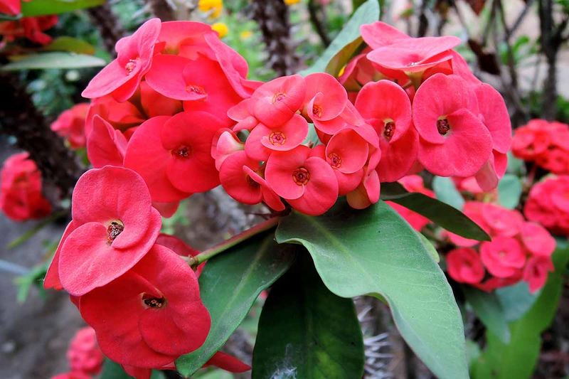 Crown Of Thorns Prefers Dry Soil Even Through Rainy Weeks