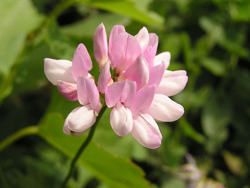 Crown Vetch, The Roadside Darling That Wore Out Its Welcome