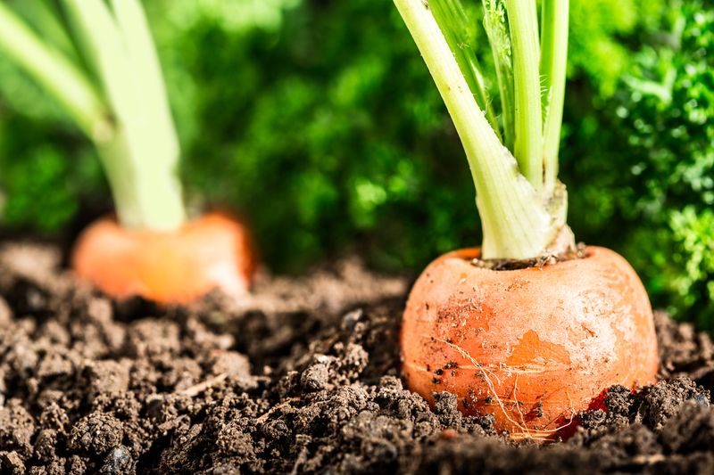 Crunchy Carrots For Backyard Beds Crunchy Carrots For Backyard Beds