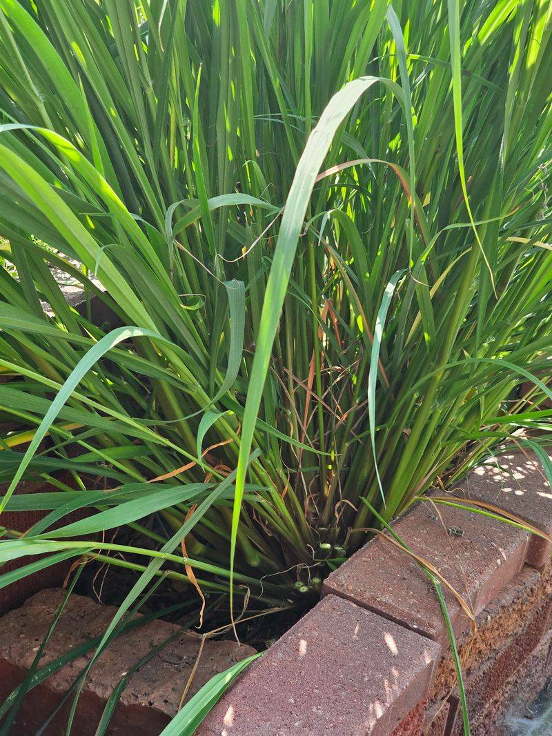 Crushed Leaves Release Far More Scent Than An Untouched Plant Crushed Leaves Release Far More Scent Than An Untouched Plant
