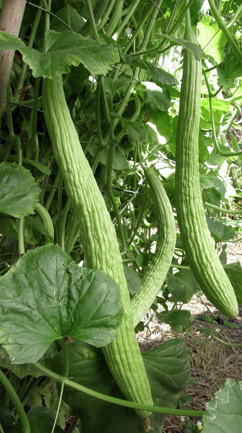Cucumber (Armenian)