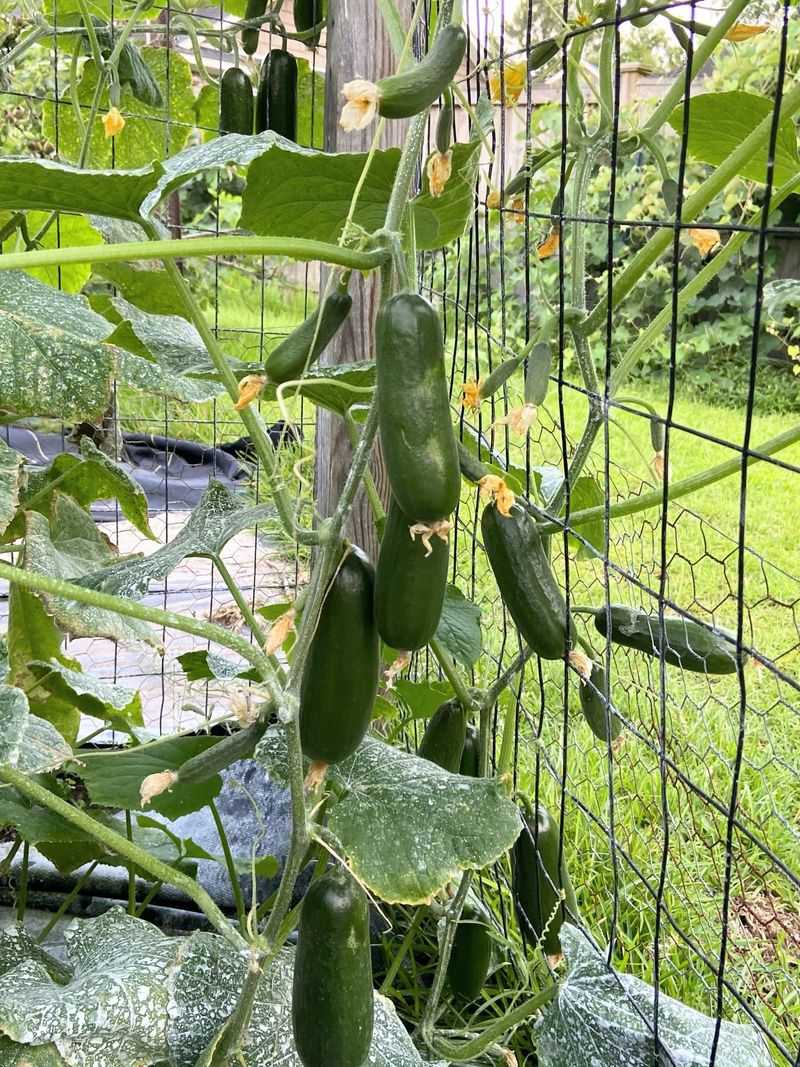 Cucumbers