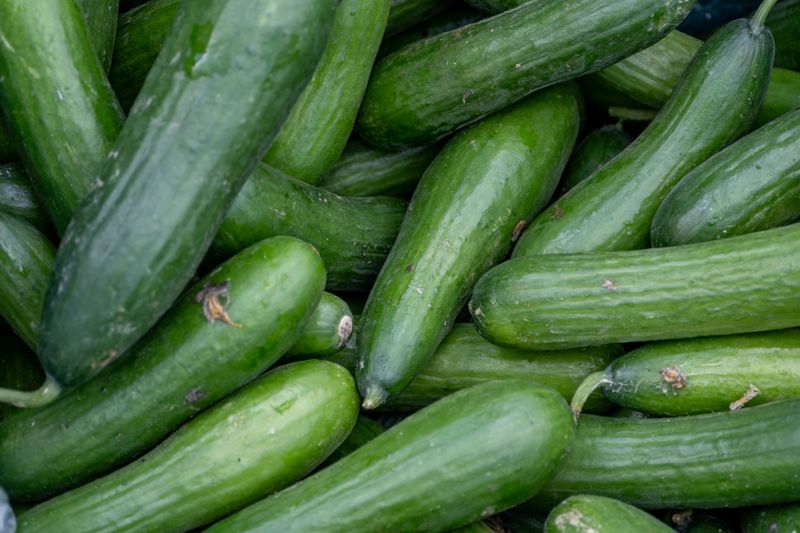 Cucumbers And Their Viral Baggage Cucumbers And Their Viral Baggage
