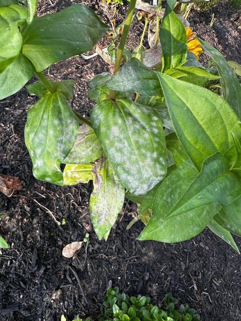 Cucumbers And Zinnias With Powdery Mildew