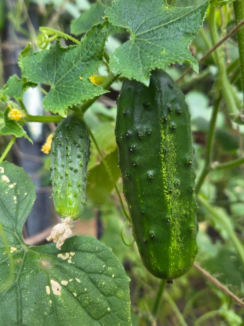 Cucumbers Can Become Overgrown In Days Cucumbers Can Become Overgrown In Days