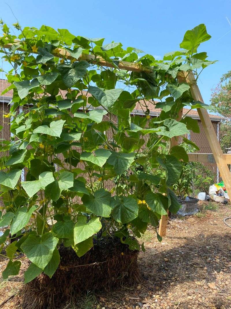Cucumbers Climb Right Off The Bale