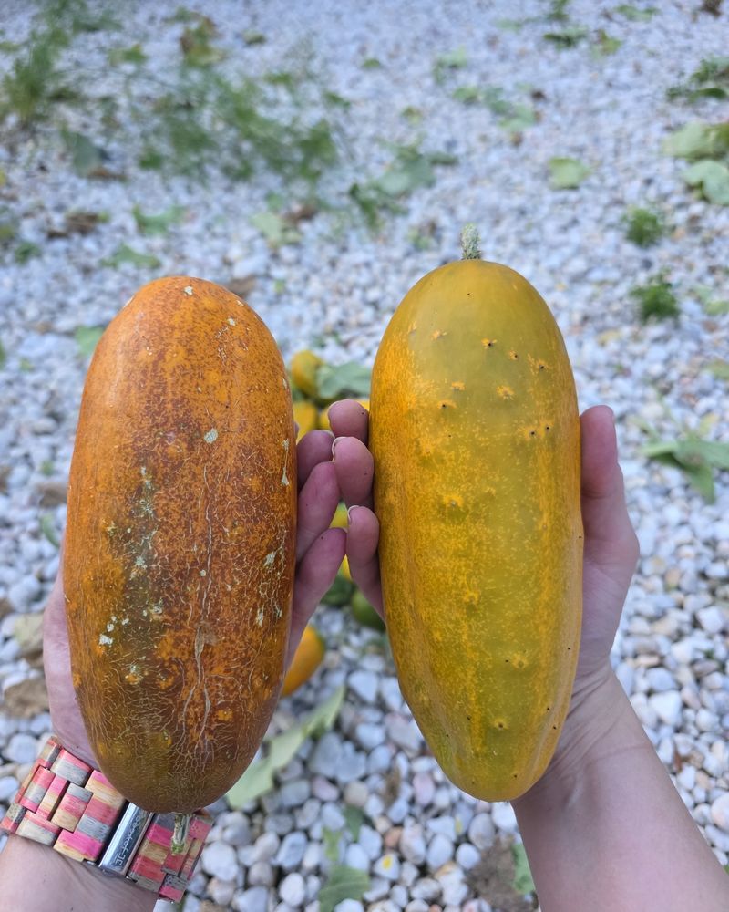Cucumbers Turn Golden For Good Seeds