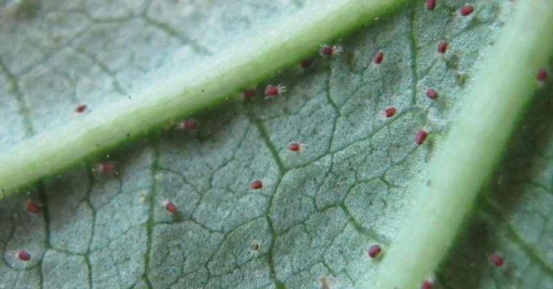 Cucurbit Leaves Bronze Before Others