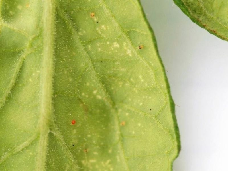 Cucurbit Leaves Bronze Before Others
