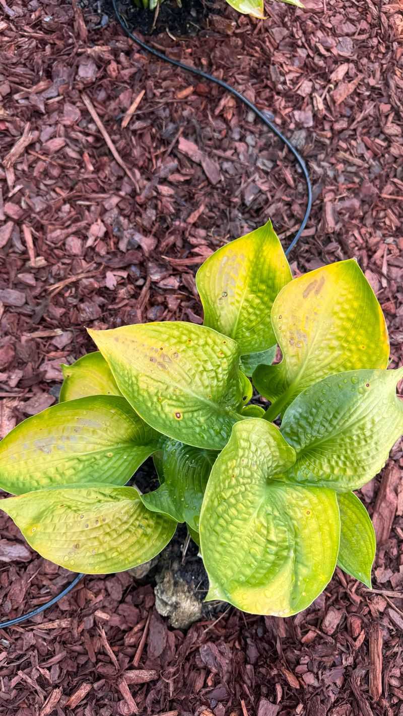Cultivar Differences Affect The Timing And Color Of The Fade Cultivar Differences Affect The Timing And Color Of The Fade