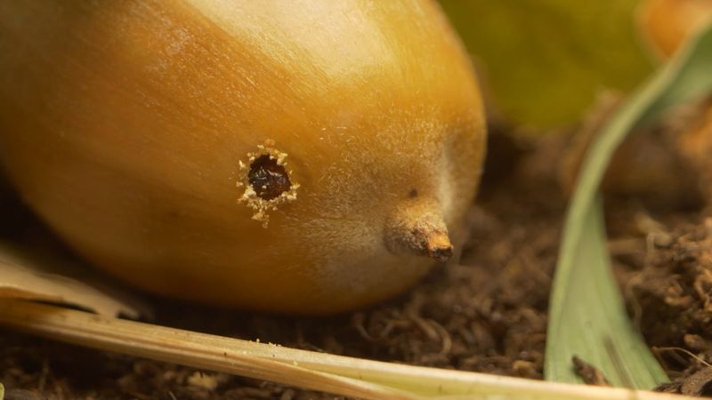 Curculio Larvae Take The Blame