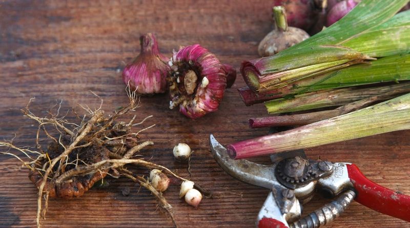 Cure Corms In A Warm, Dry, Airy Spot