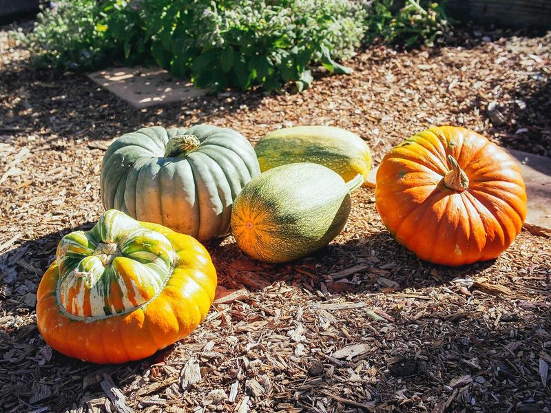 Cure Mature Pumpkins In A Warm, Dry Spot Cure Mature Pumpkins In A Warm, Dry Spot