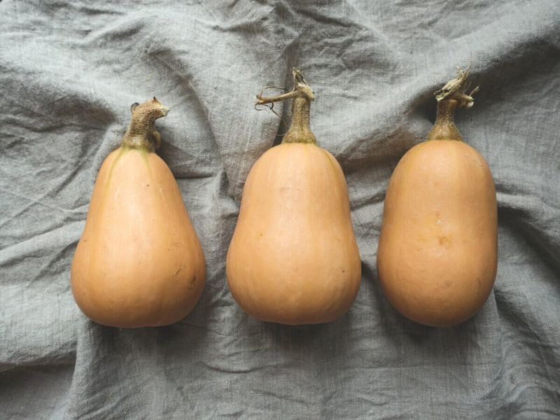 Cure Most Winter Squash Before Storage Cure Most Winter Squash Before Storage