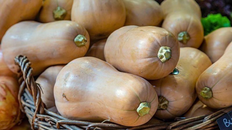 Cure Squash In A Warm Dry Spot