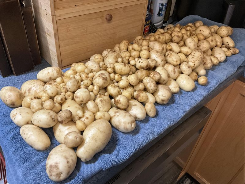 Cure Storage Varieties Before Putting Them Away Cure Storage Varieties Before Putting Them Away
