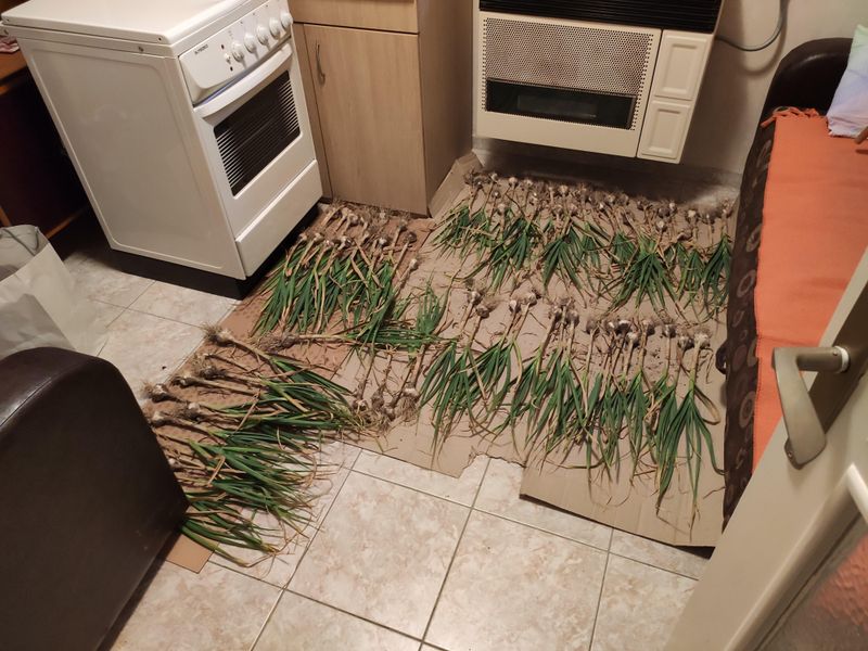 Cure Wisconsin garlic carefully and store it safely