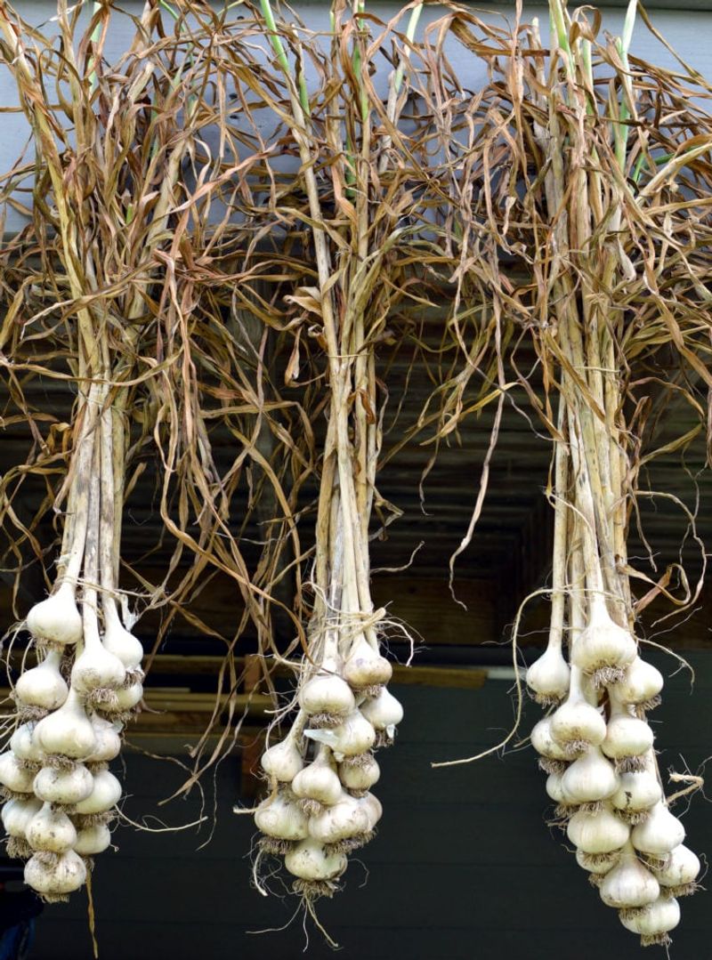 Cure bulbs in shade until they are dry Cure bulbs in shade until they are dry
