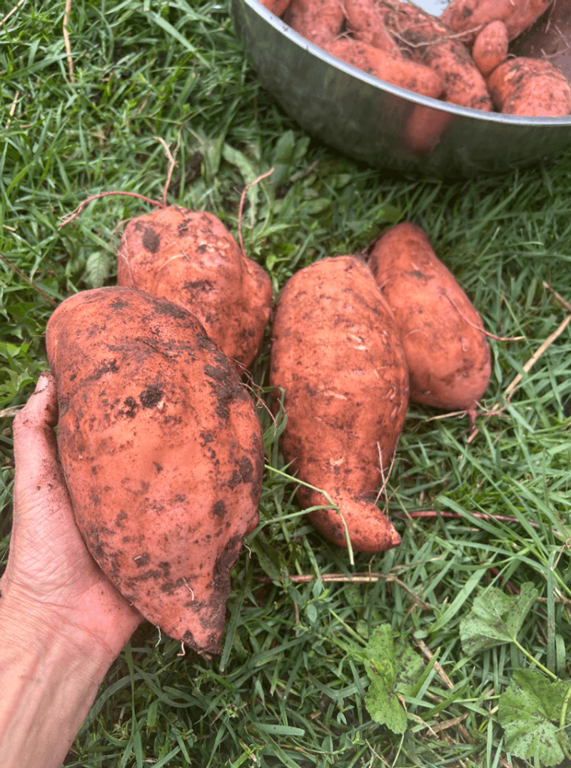 Curing Damaged Roots For Long Storage