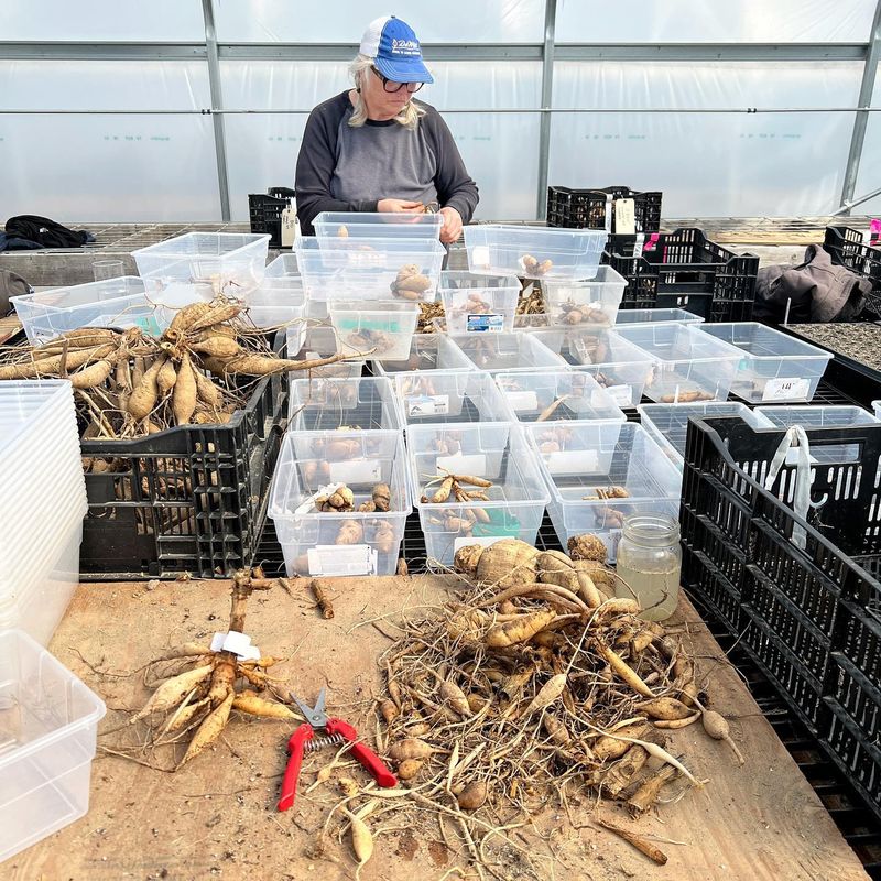 Curing Tubers For A Few Days Before Storage