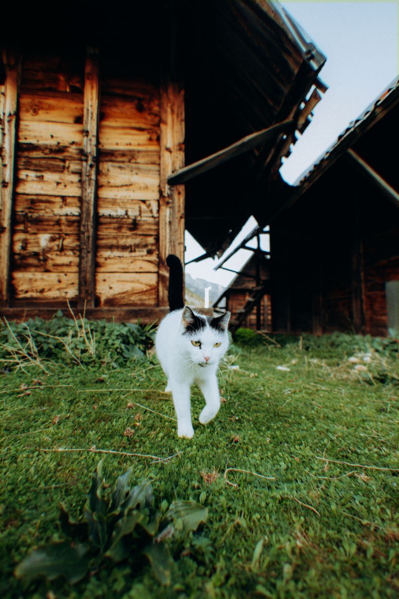 Curious Pets Sniffing Around The Shed Base Curious Pets Sniffing Around The Shed Base