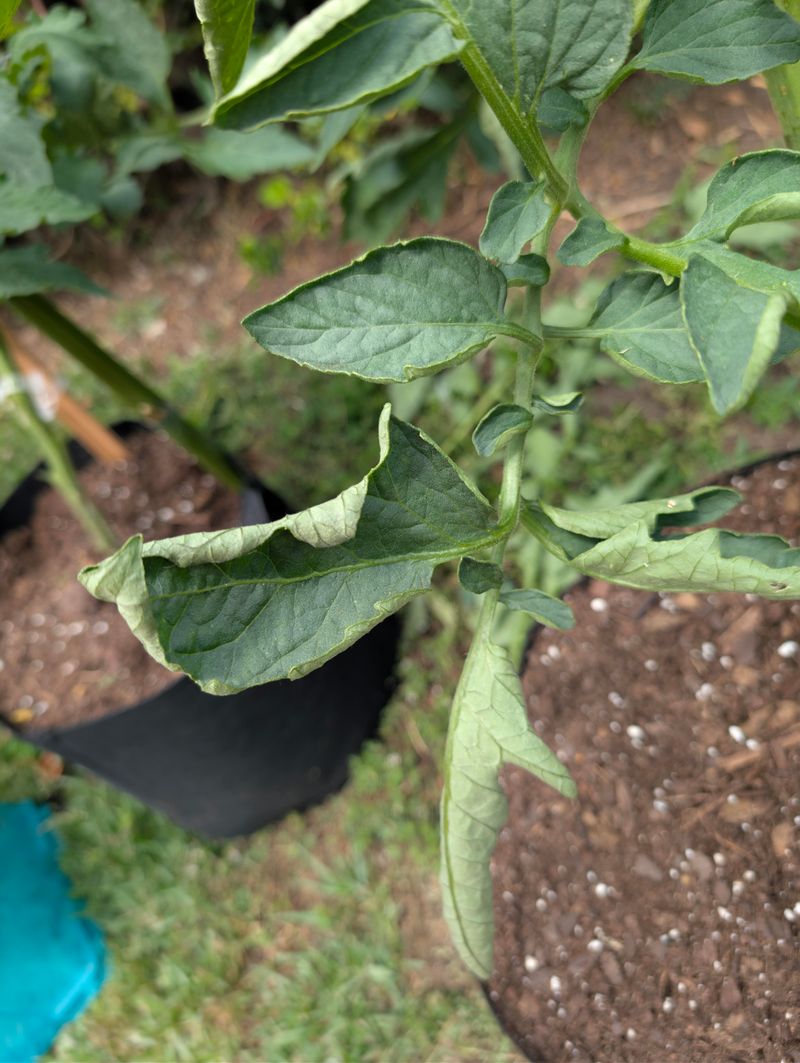 Curling Rolling Leaves Suggest Heat Curling Rolling Leaves Suggest Heat