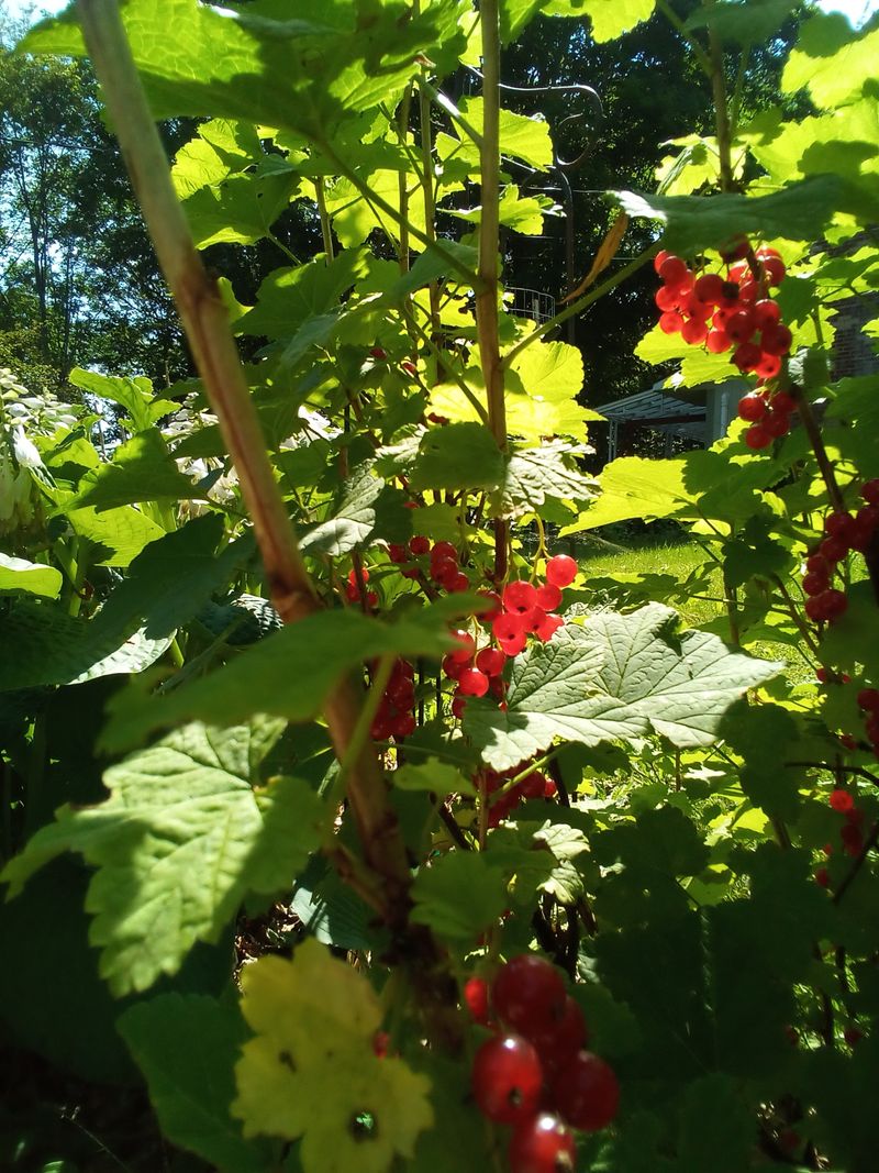 Currants Bring Edible Fruit To Partly Shaded Fence Borders Currants Bring Edible Fruit To Partly Shaded Fence Borders