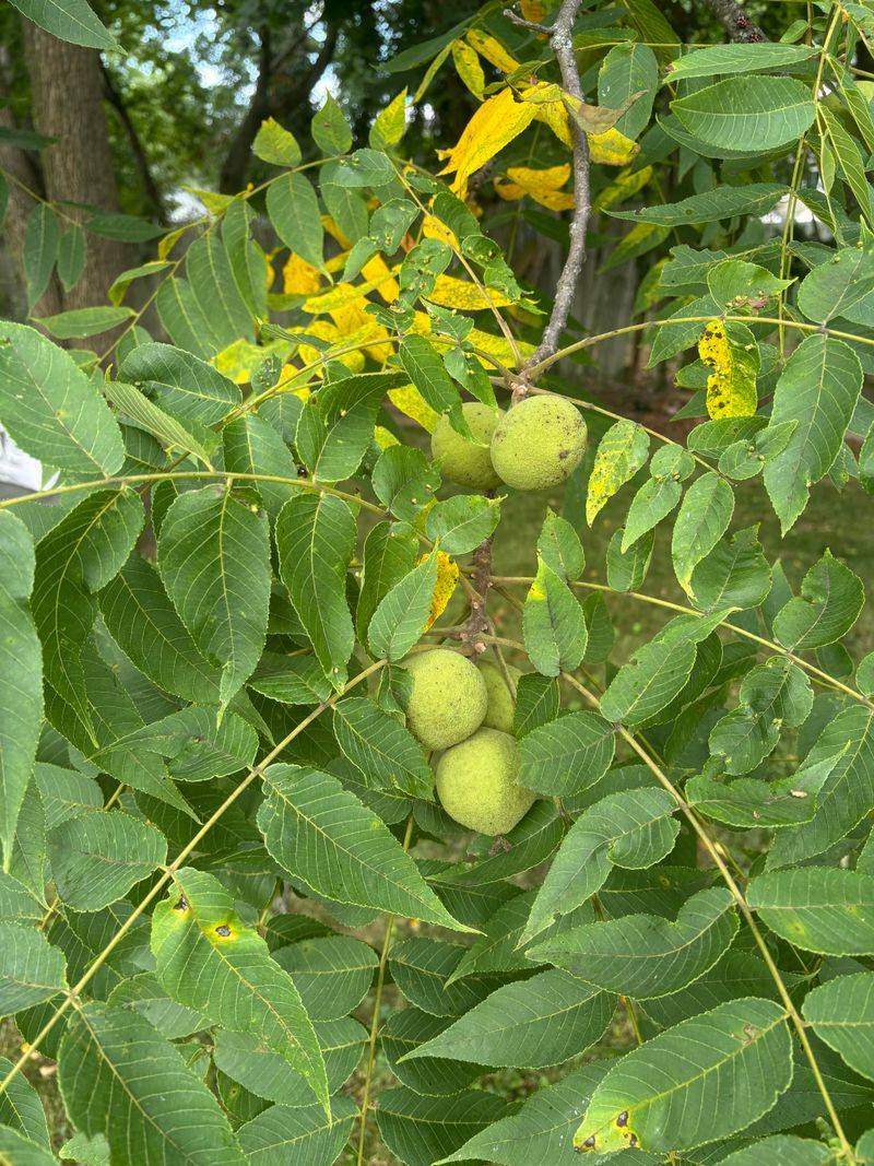 Cushion The Ground Where Fruit Drops