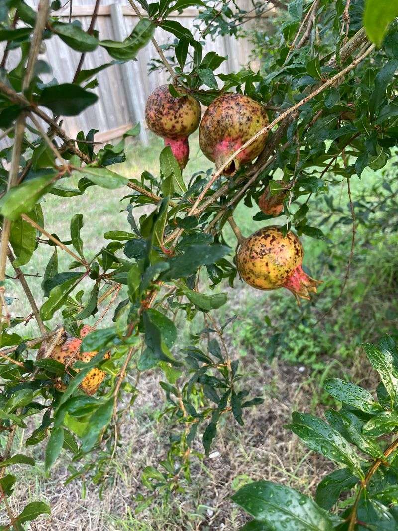 Cut Back Cold Damage After New Growth Appears Cut Back Cold Damage After New Growth Appears