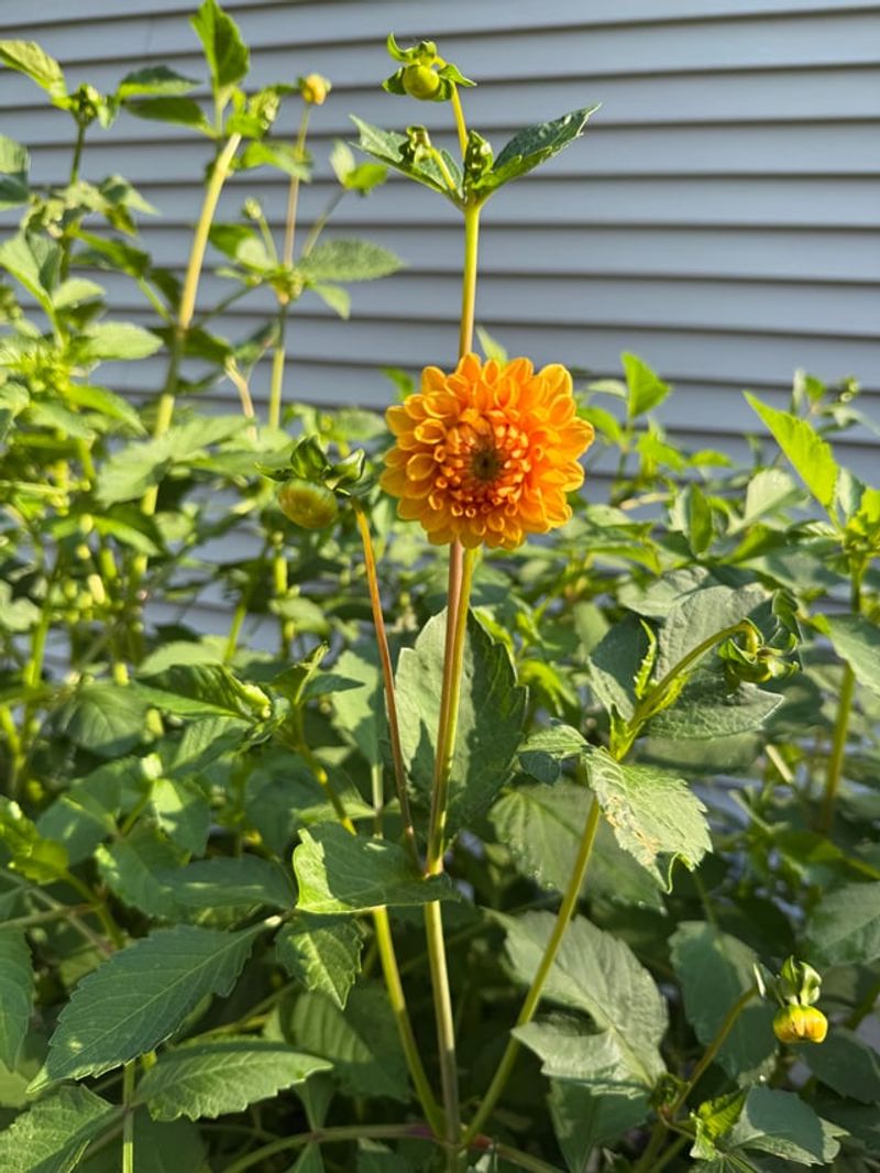 Cut Back Damaged Flowers Carefully