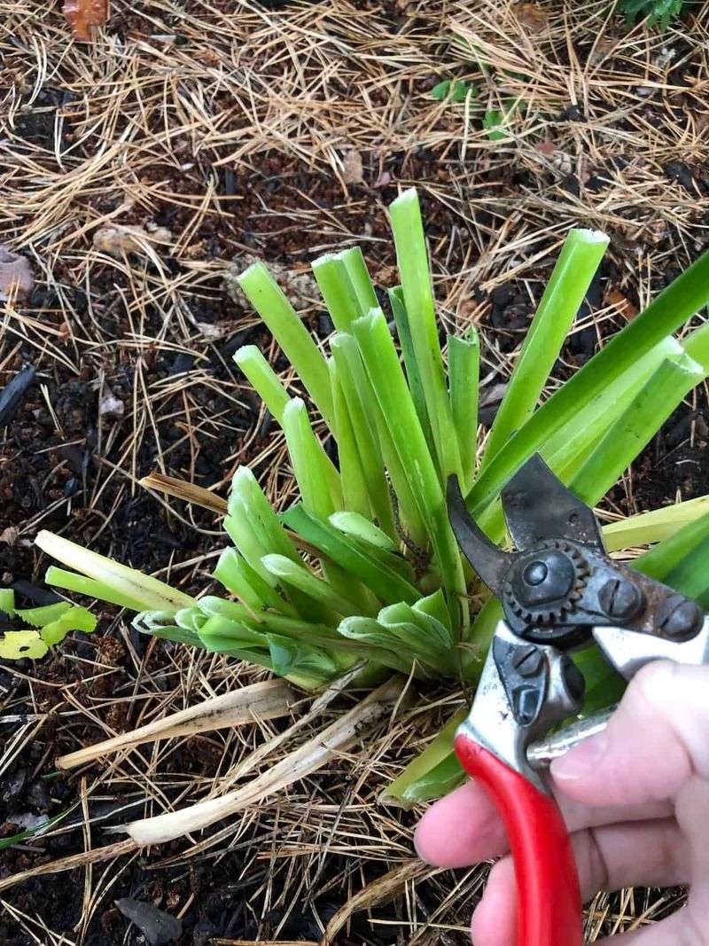 Cut Back Foliage for Arizona Pest Control and Plant Health