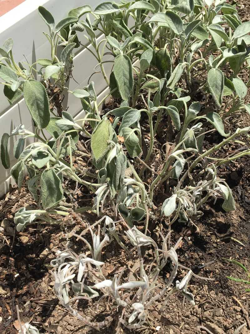 Cut Back Heat-Damaged Sage Growth Cut Back Heat-Damaged Sage Growth