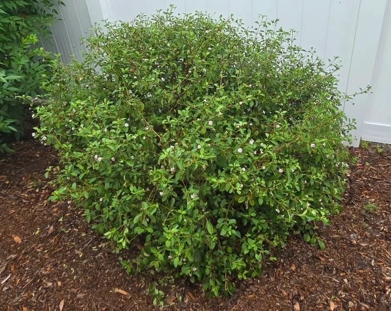 Cut Back Lantana To Keep Fall Flowers Coming