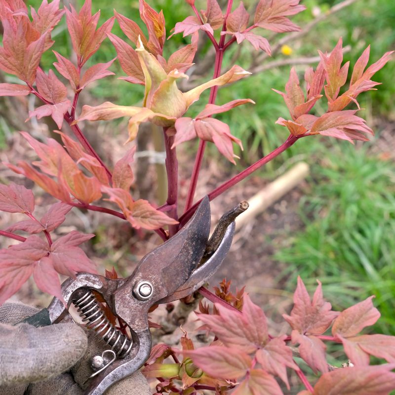 Cut Back Peony Foliage To Reduce Winter Disease Problems Cut Back Peony Foliage To Reduce Winter Disease Problems