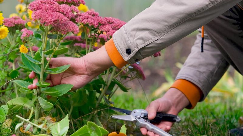 Cut Back Sedum At The Right Time