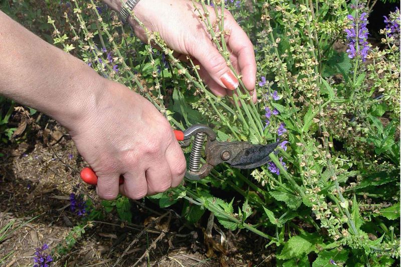 Cut Back Spent Flower Stalks