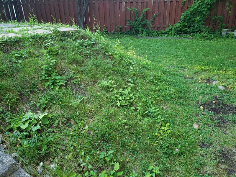 Cut Back Tall Grass And Weeds Along Yard Boundaries