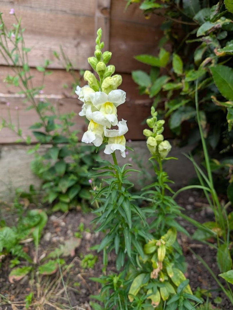 Cut Back The Leggy Stems For Fresh Fall Blooms