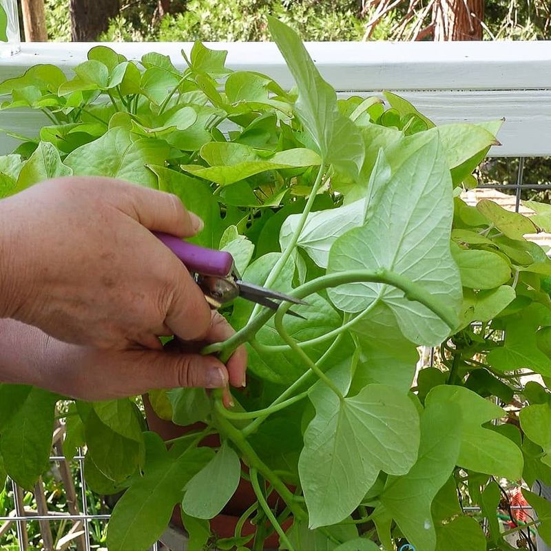 Cut Back The Vines Before Digging