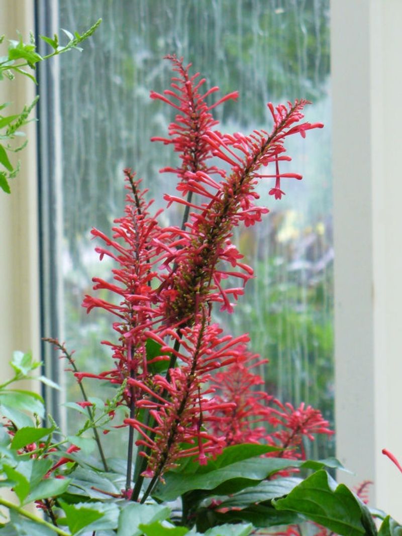 Cut Firespike Back After Its Flowering Season